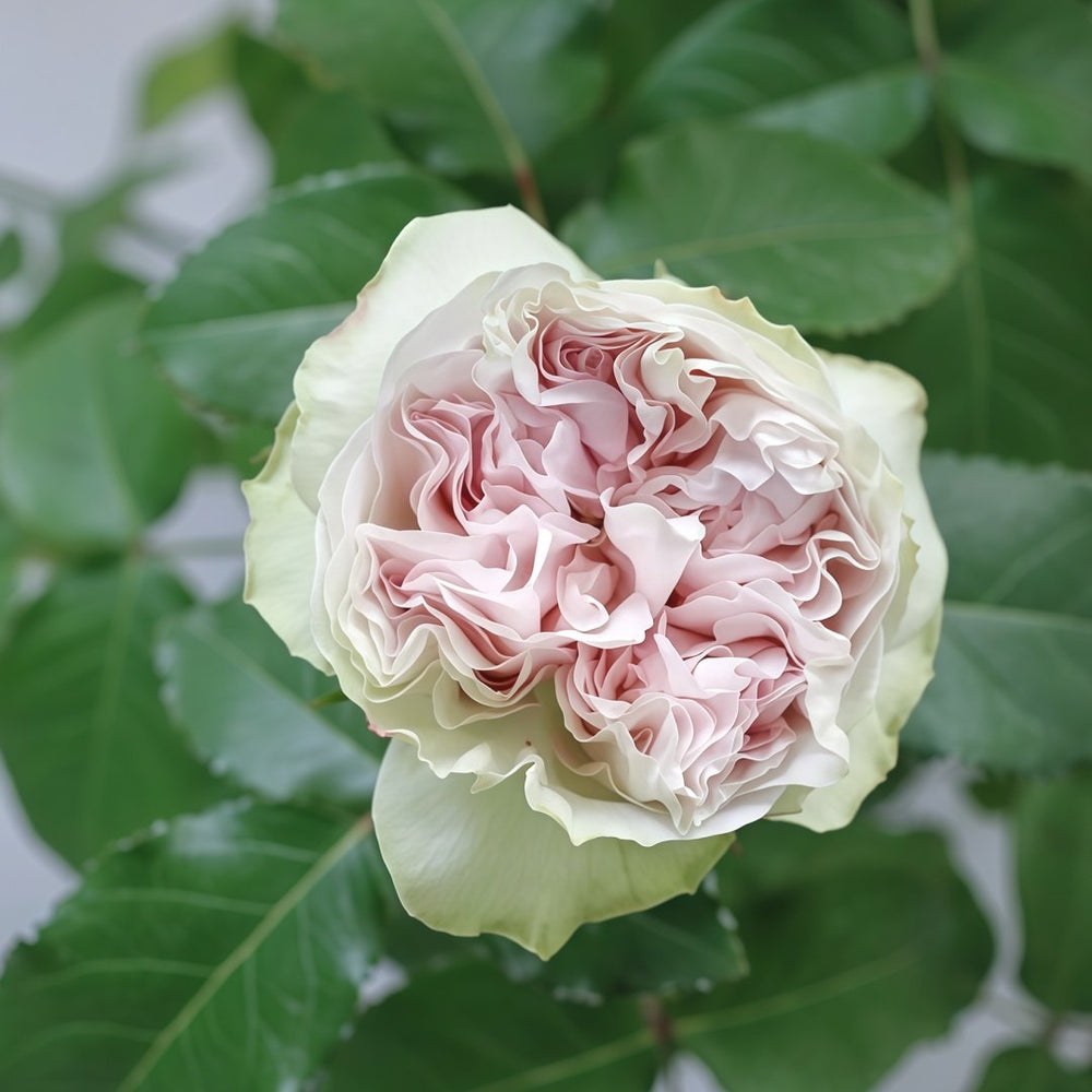Shades of Grey Rose Plant| 灰色阴影 image 3