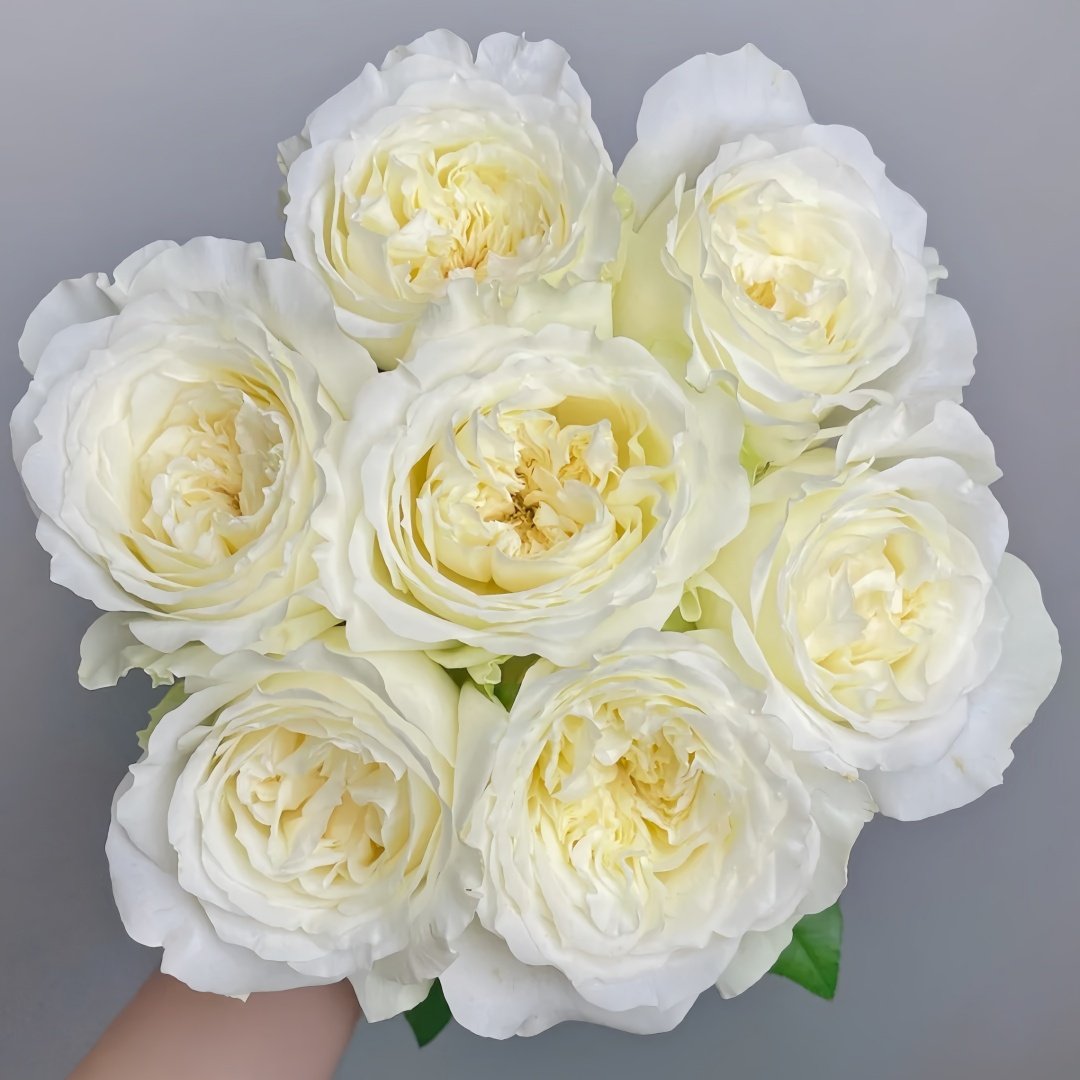 Nozari Rose Plant｜诺莎莉 image 0