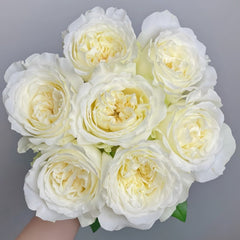 Nozari Rose Plant｜诺莎莉 image 0