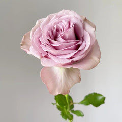 Montmartre Rose Plant｜蒙马特 image 1