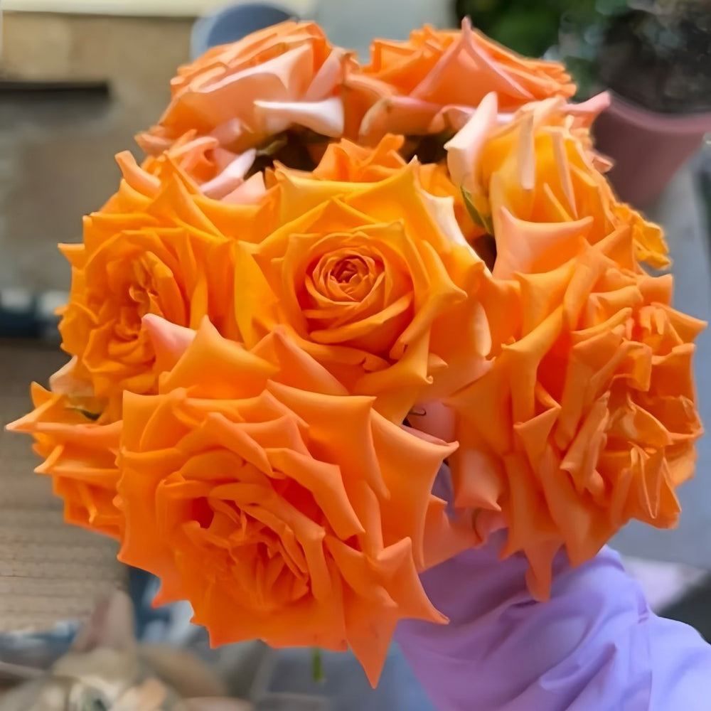 Kings Day Rose Plant｜国王日 image 9