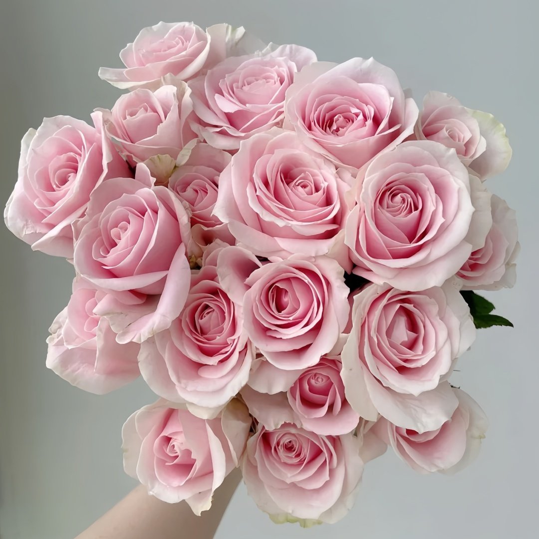 Pink Avalanche Rose Plant|粉红雪山 image 0