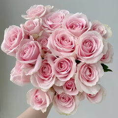 Pink Avalanche Rose Plant|粉红雪山 image 0