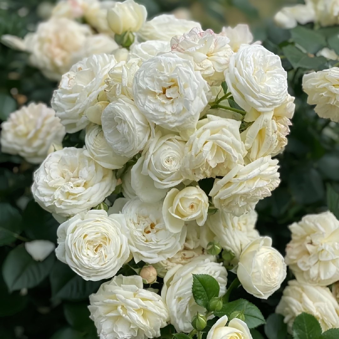 Artemis Rose Plant|月亮女神 image 9