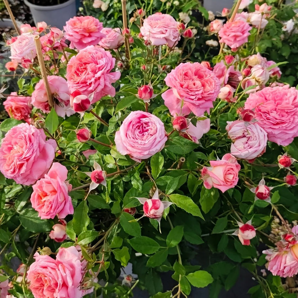 Argonauts Rose Plant｜阿尔戈英雄 image 7