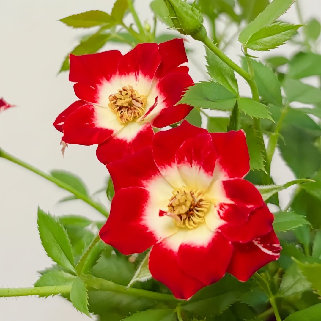Little Artist Rose Plant|小画家 image 3