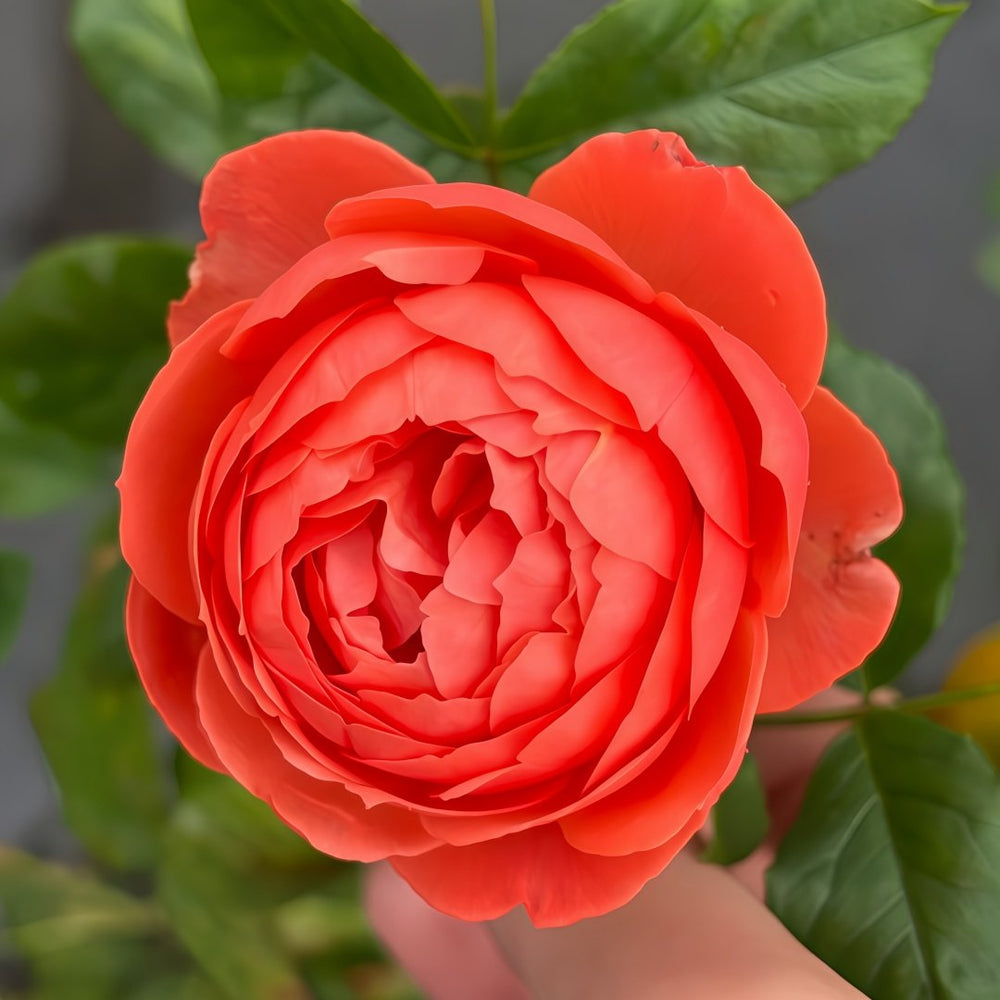 Chi Yan Rose Plant|炽焱 image 2
