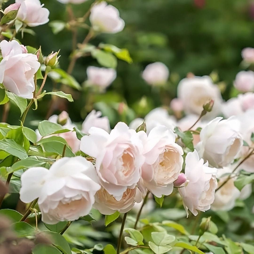 Desdemona Rose Plant|黛丝德蒙娜 image 2