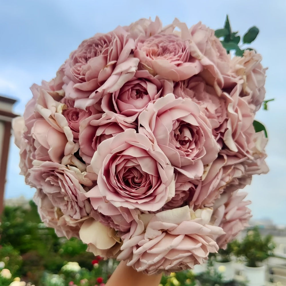 Charity Towa Rose Plant | 今井慈善 image 0