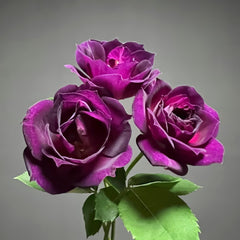 Midnight Blue Rose Plant|午夜深蓝 image 1
