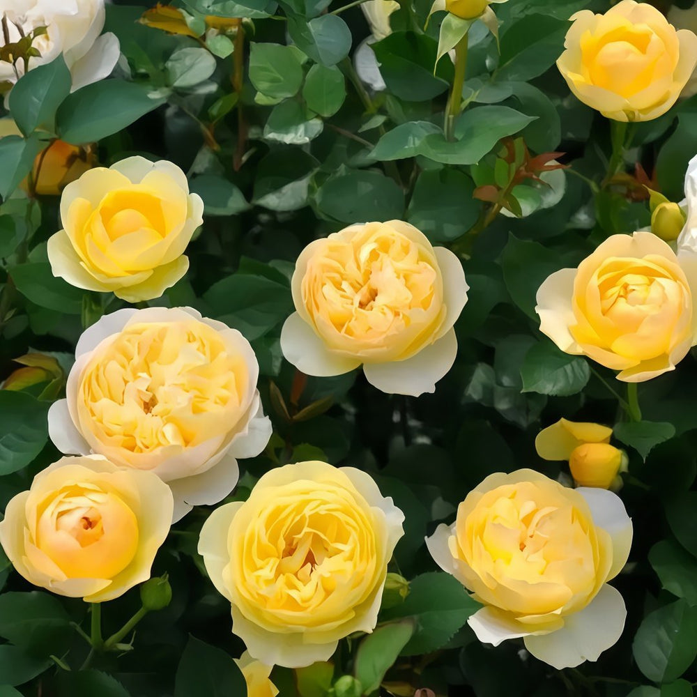 Luciole Rose Plant|萤火虫/路西欧 image 4