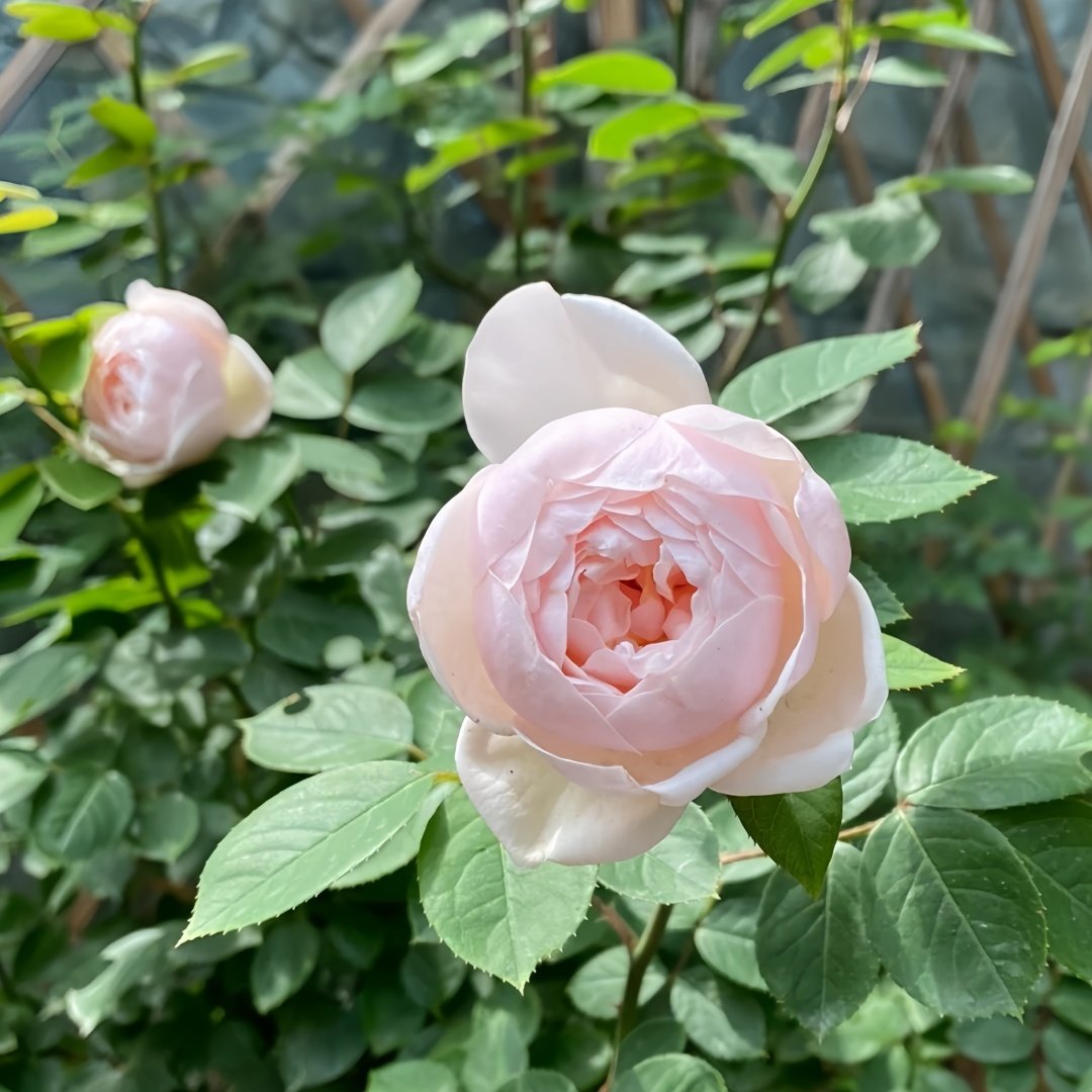 Vichy Rose Plant｜维希 image 6