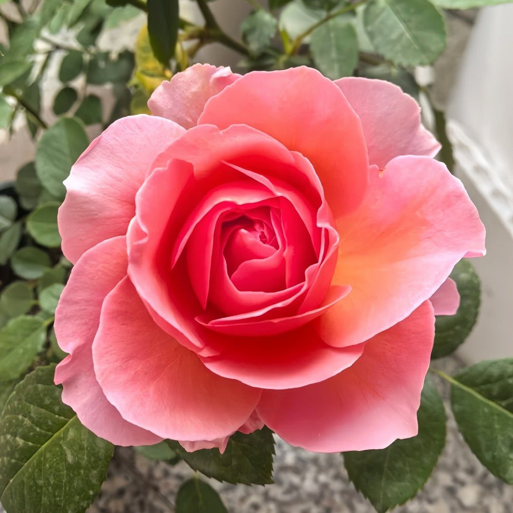 Akane Rose Plant|茜 image 6