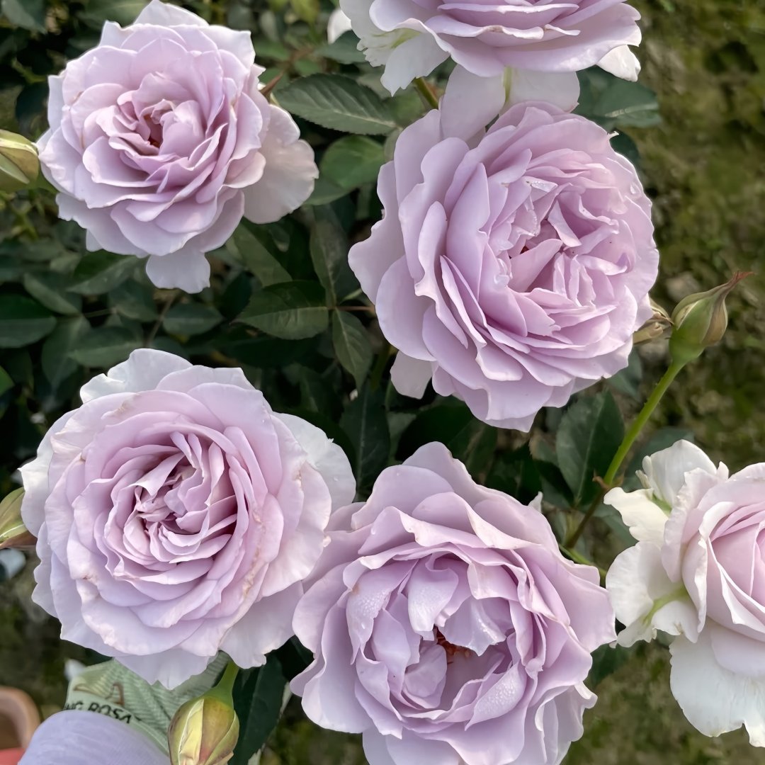 Qise rose plant｜霁色 image 7