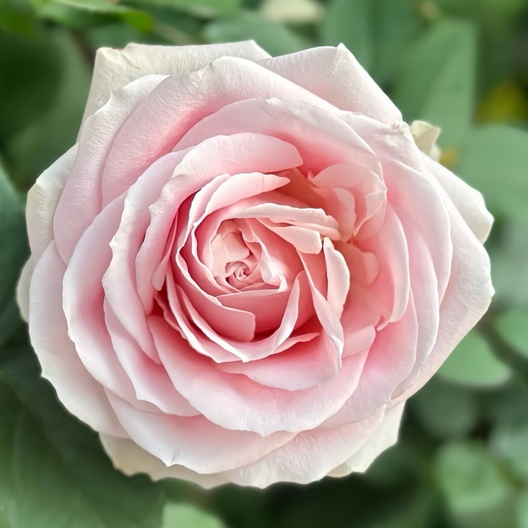 Pink Avalanche Rose Plant|粉红雪山 image 3