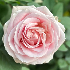 Pink Avalanche Rose Plant|粉红雪山 image 3