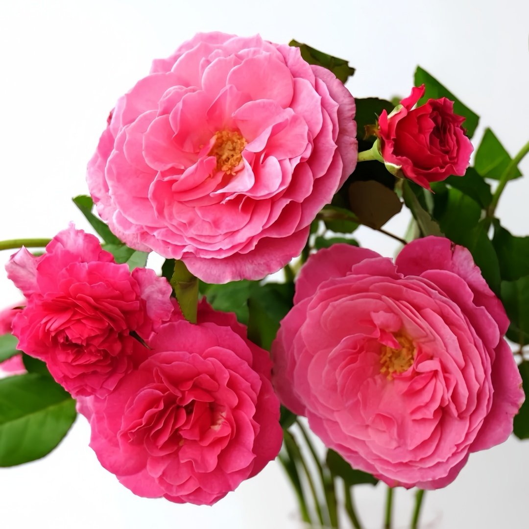 Abdiel Rose Plant｜神仆天使 image 3