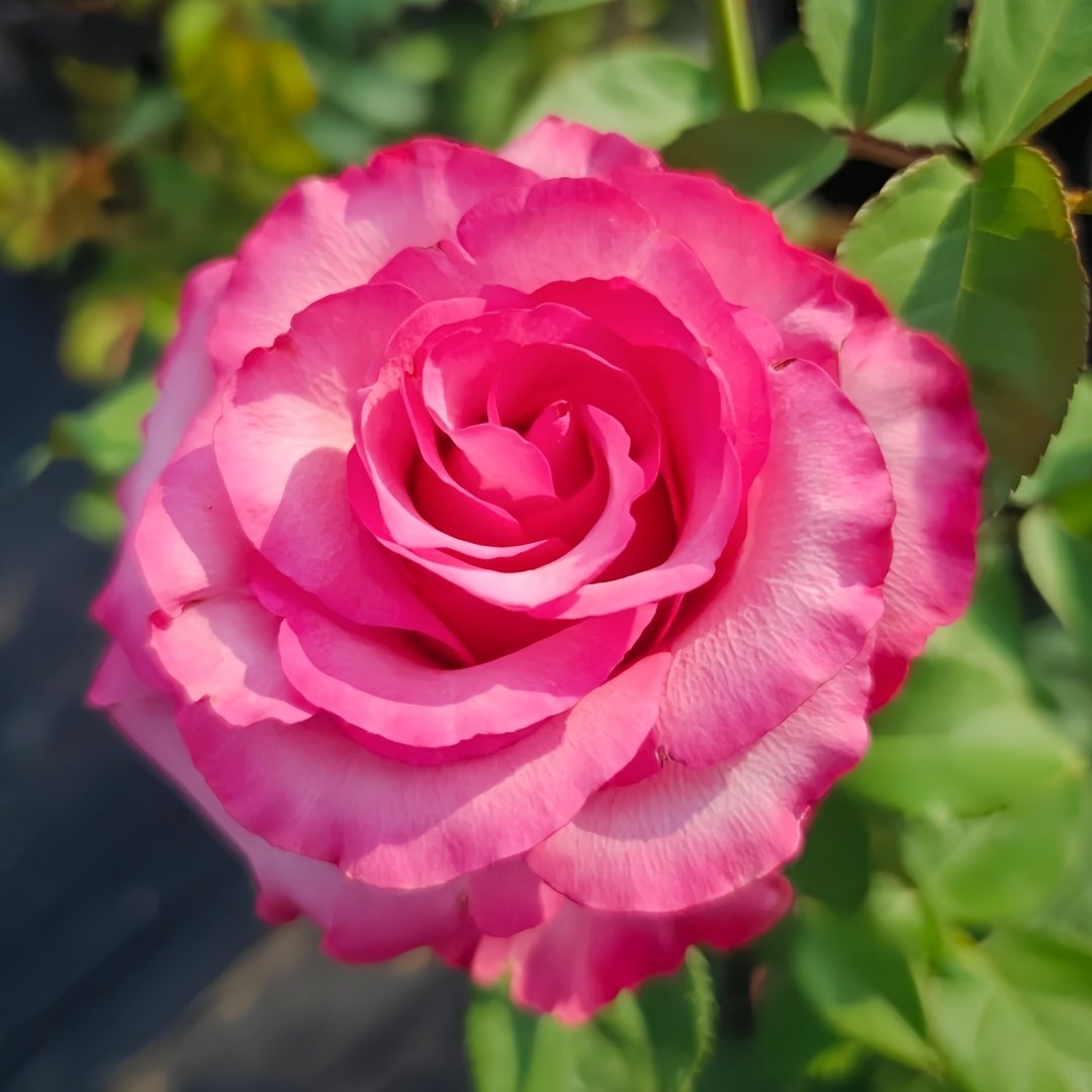 Lola Rose Plant|劳拉 image 3