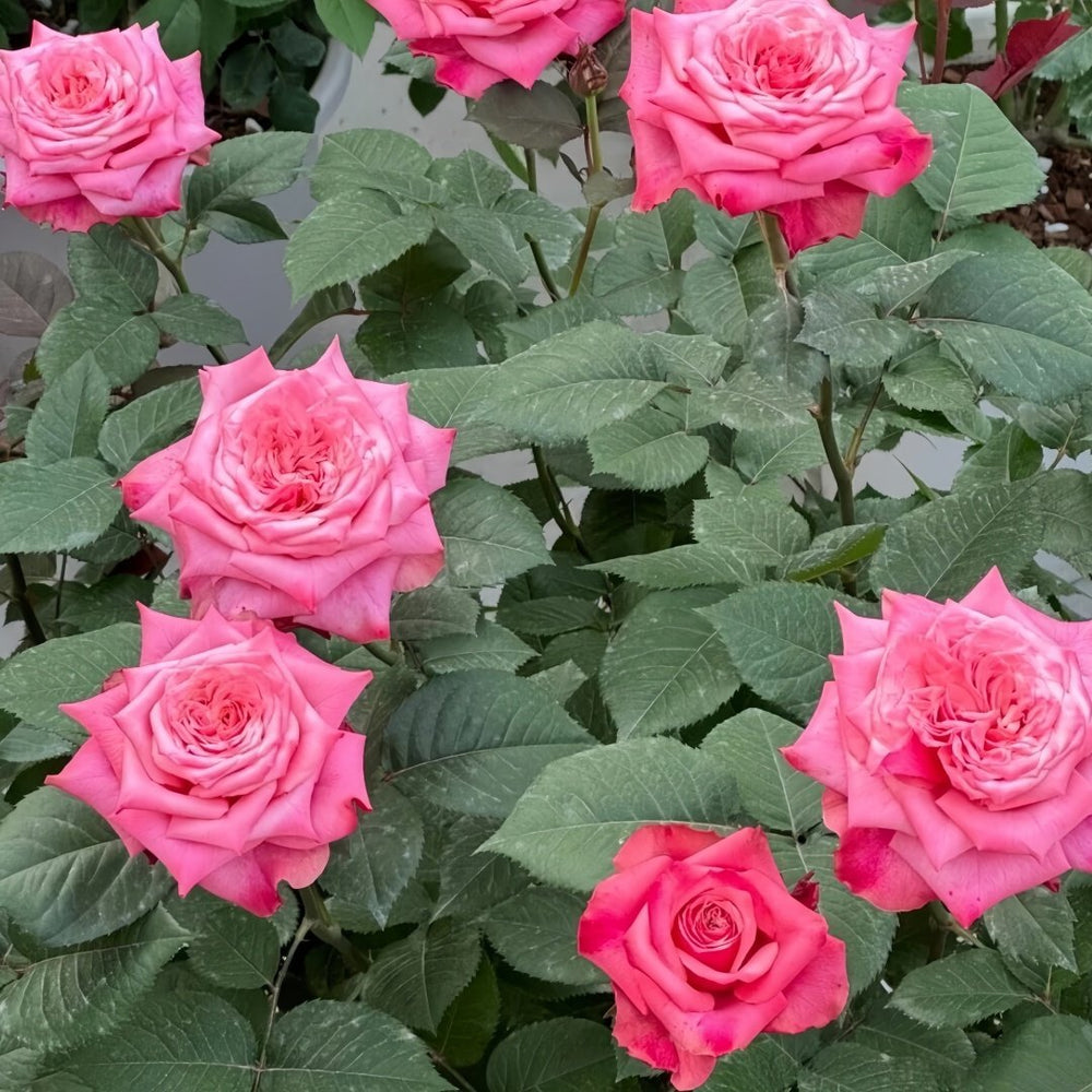 Alter Ego Rose Plant|闺蜜 image 9