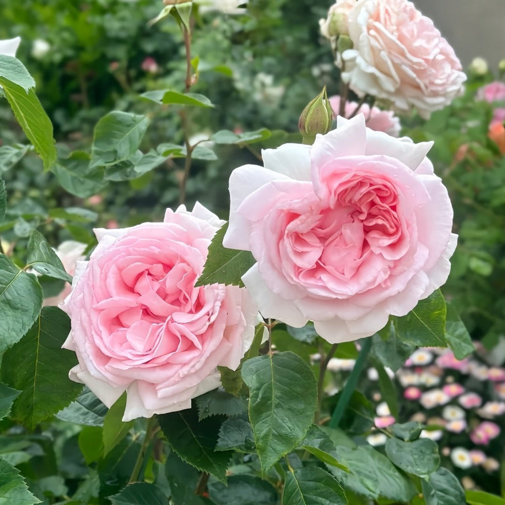 Pretty Karen Rose Plant｜漂亮凯伦 image 4