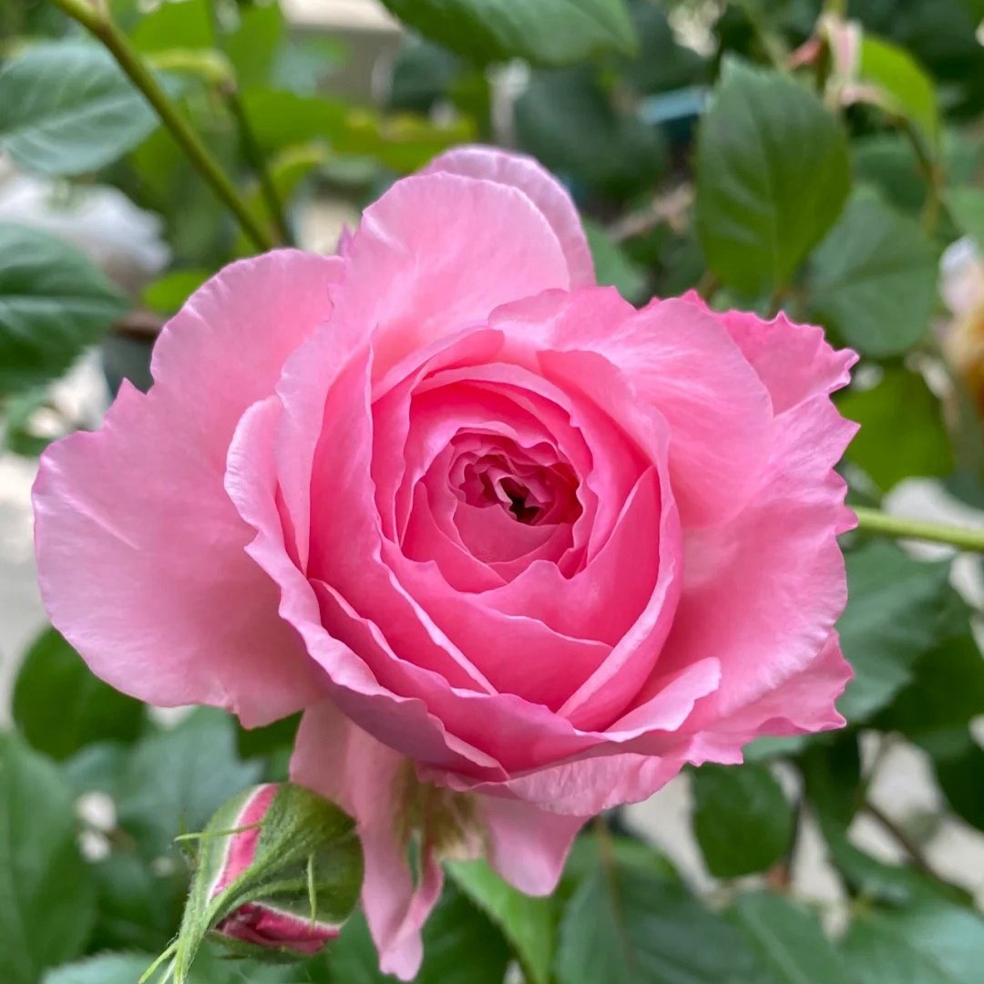 Lady Heirloom Rose Plant|女人的遗产 image 4