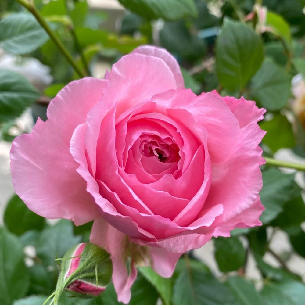 Lady Heirloom Rose Plant|女人的遗产 image 4
