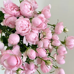 Midnight Seven Star Rose Plant｜午夜七星 image 3