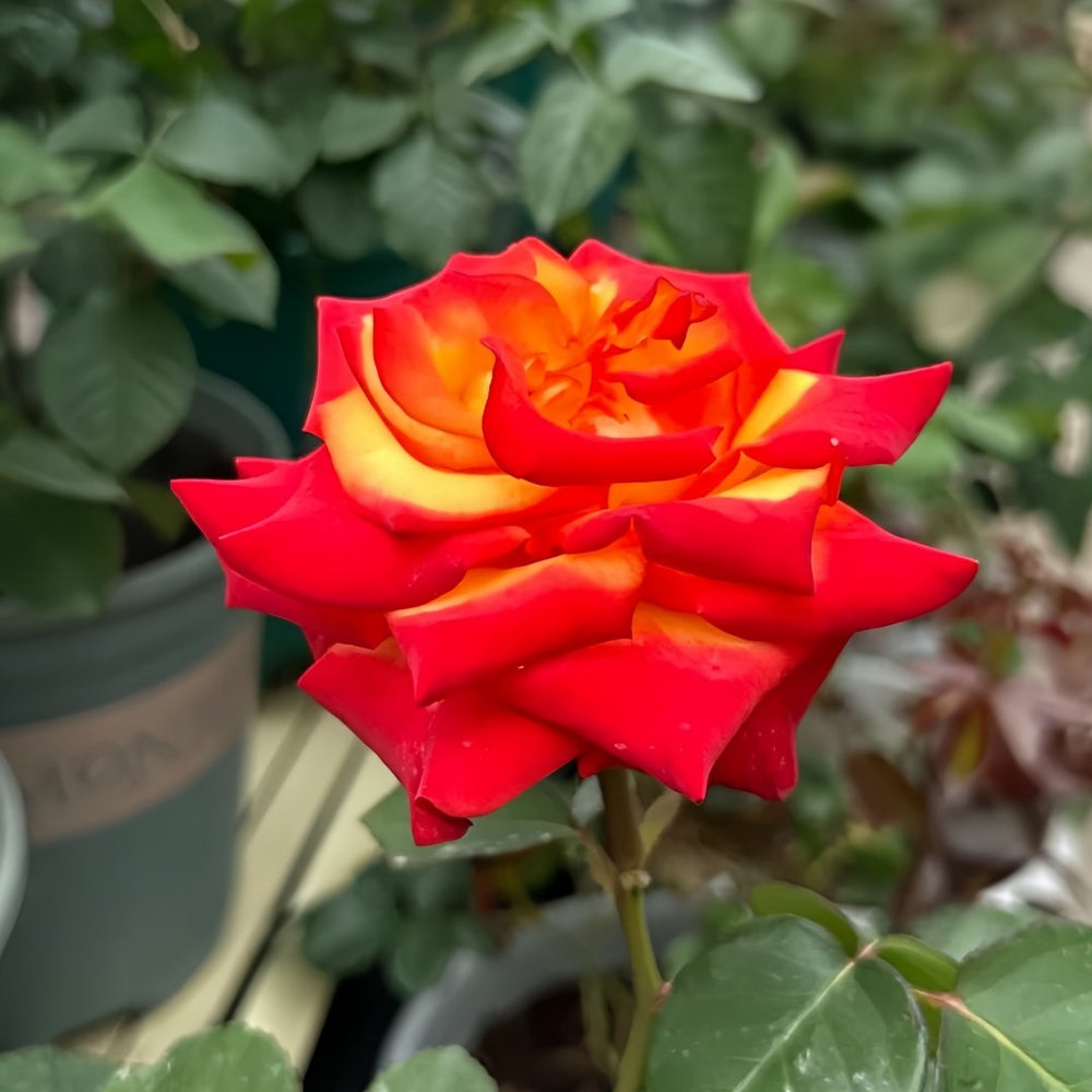 High Magic Rose Plant｜高和魔术 image 4