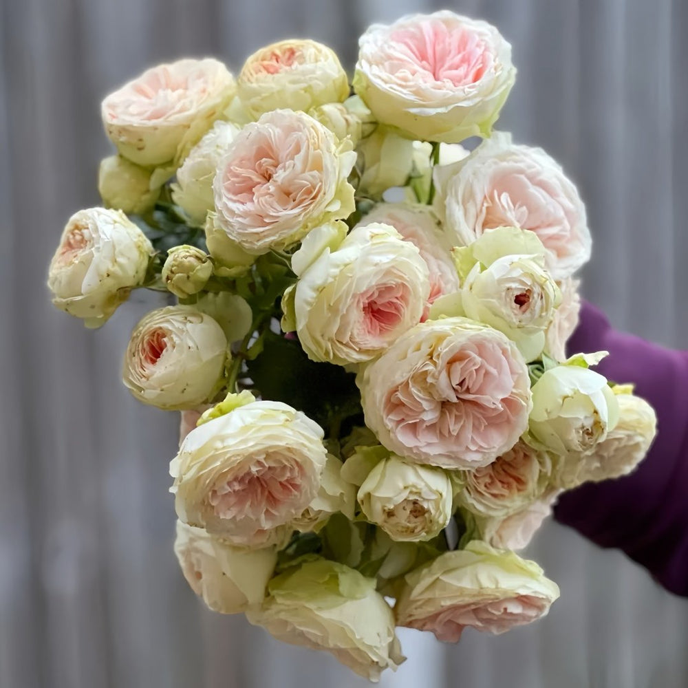 Wedding Piano Rose Plant|婚礼钢琴 image 4