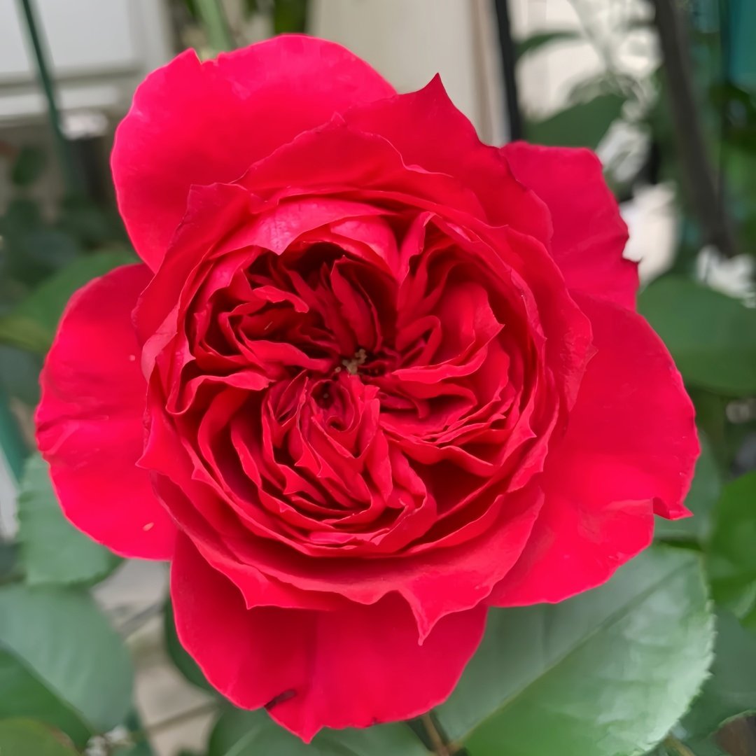 Red Ribbon Ruban Rouge Rose Plant ｜红丝带 image 2