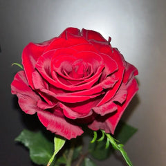 Legends Rose Plant|传奇玫瑰 image 0