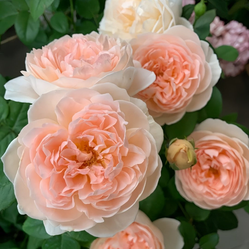 Ambridge Rose Plant|安布里奇 image 1