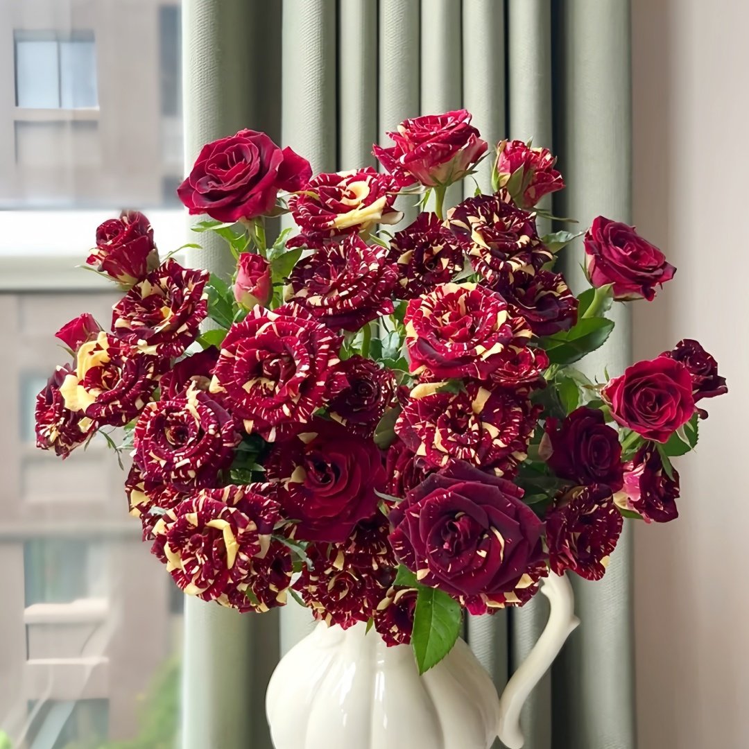 Abracadabra Rose Plant|流星雨 image 0