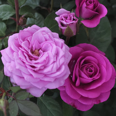 Pluto King Terrazza Rose Plant| 冥王星阳台 image 3
