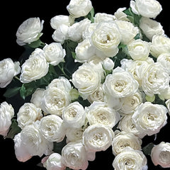 Victorian Summer Rose Plant|维多利亚夏天 image 2