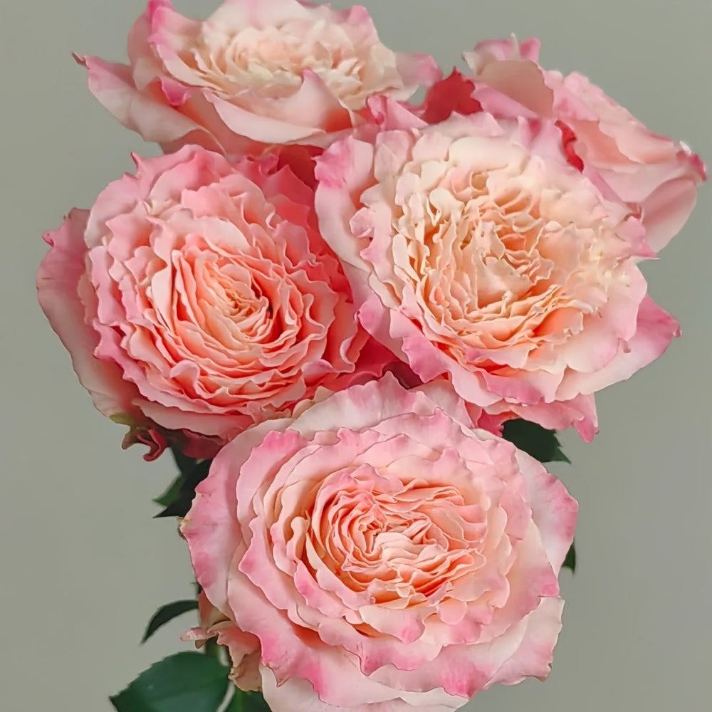 Taolesi Rose Plant|桃乐丝 image 3