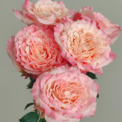 Taolesi Rose Plant|桃乐丝 image 3