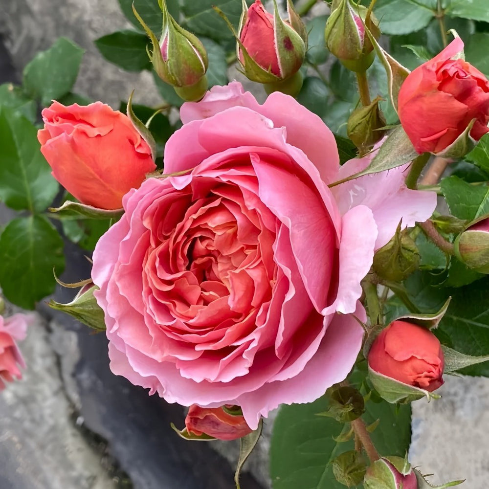 Akane Rose Plant|茜 image 7