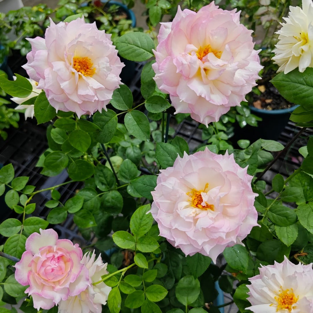 Jade Bowl Lace Rose Plant|玉碗纱 image 9