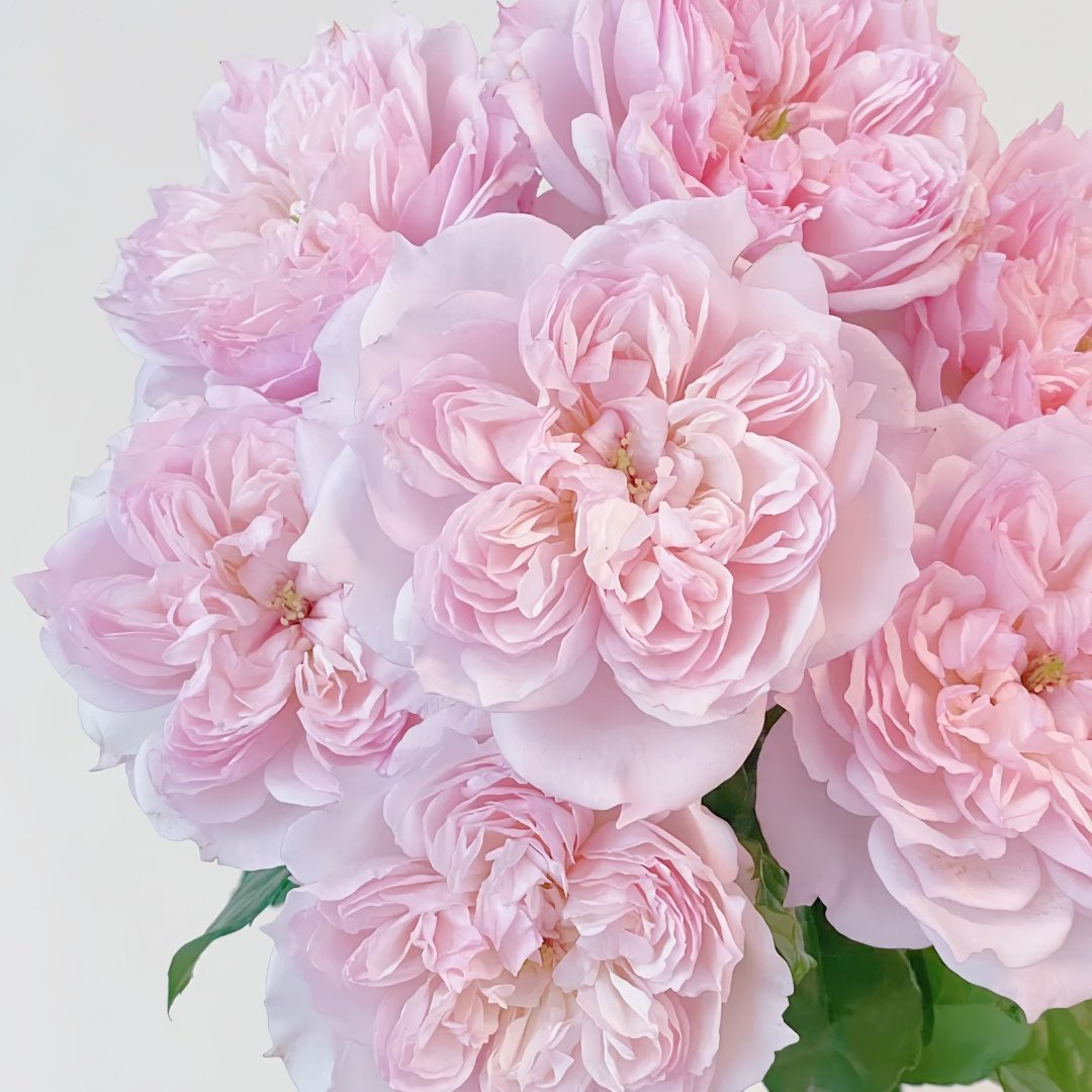 Cecil de Volages Rose Plant | 蝶之舞玫瑰 image 5