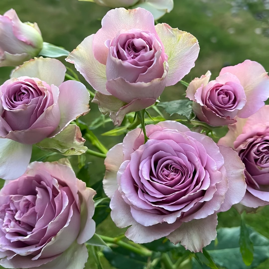 Princess Kaori Rose Plant|香织公主 image 9