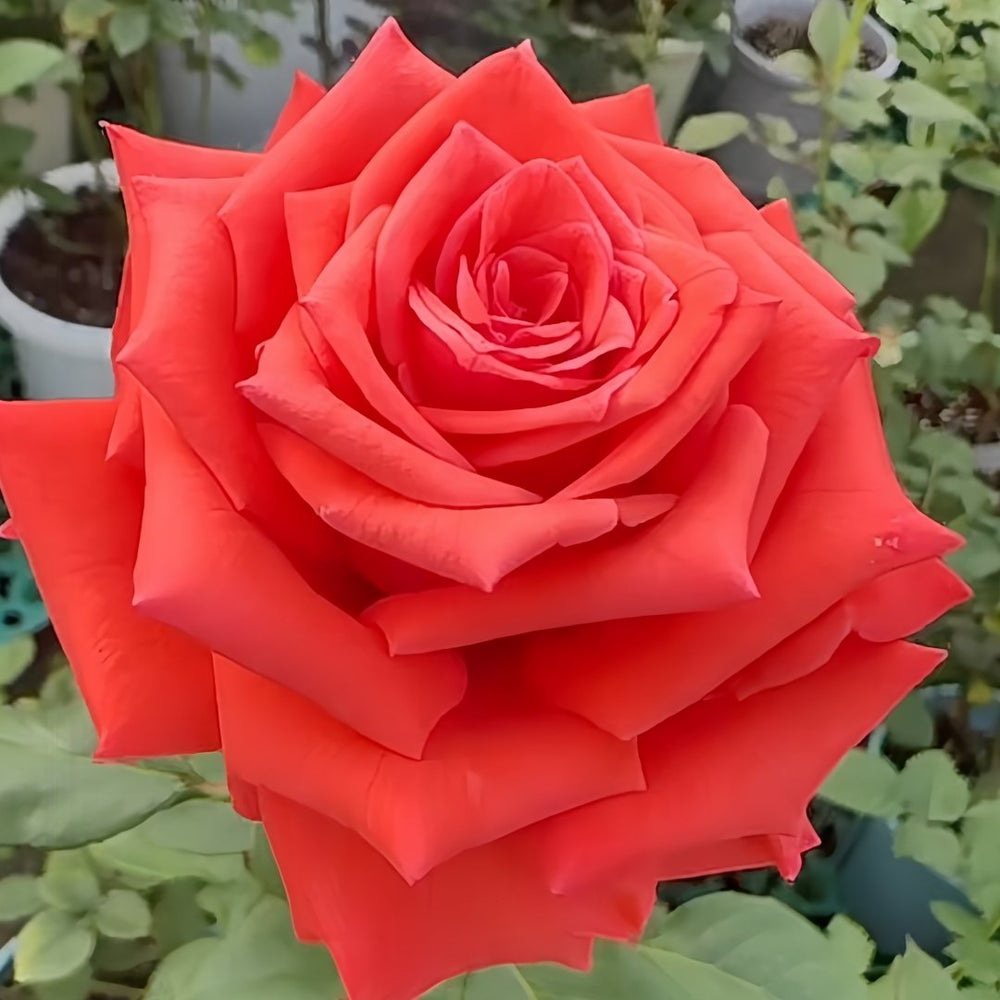 Nina Rose Plant｜妮娜 image 7