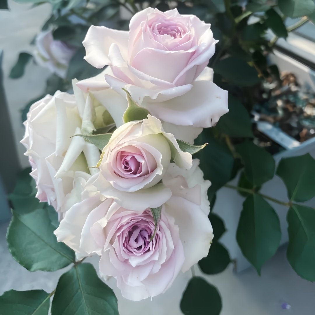 Silver Rain Rose Plant|银雨 image 7