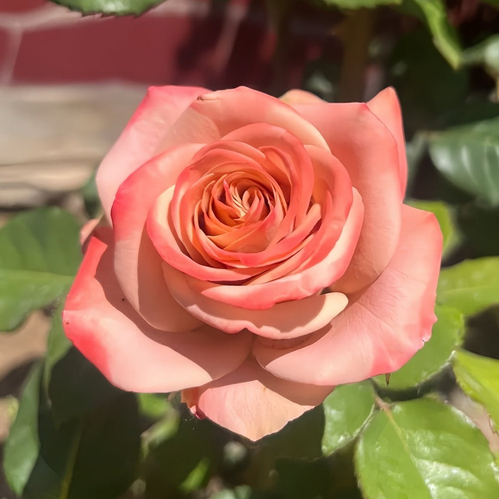 Cappuccino Rose Plant｜卡布奇诺 image 3