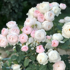 Desdemona Rose Plant|黛丝德蒙娜 image 0