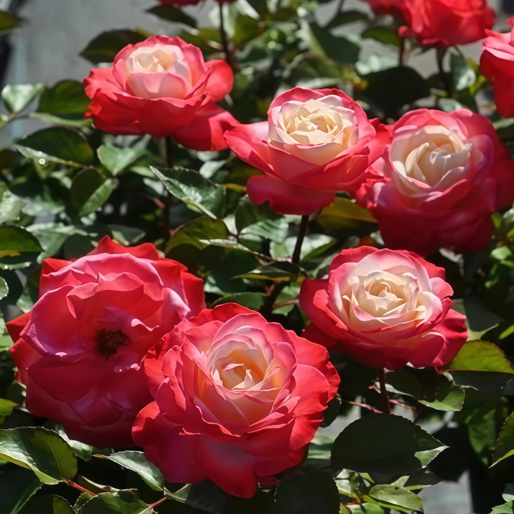 Nostalgie Rose Plant|乡愁 image 8