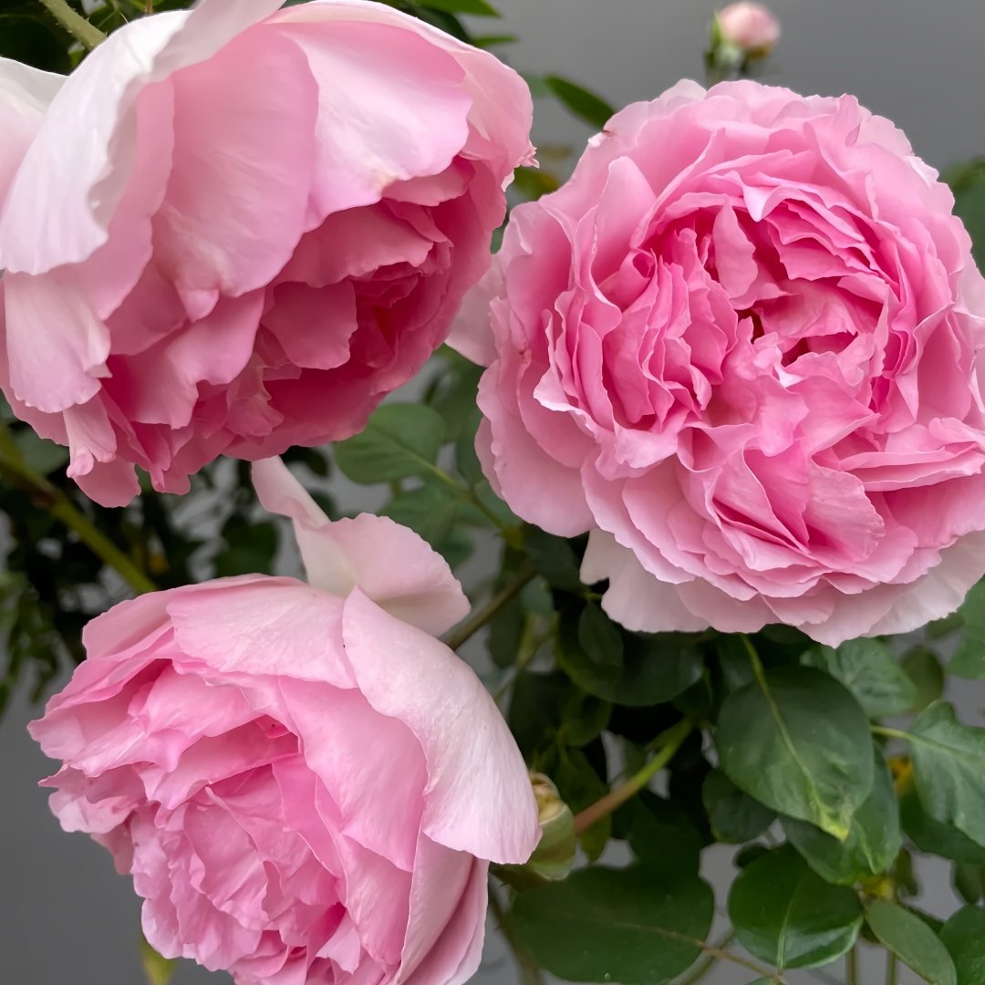 Fragrance of Fragrances Rose Plant｜伊芙魂之香水 image 5