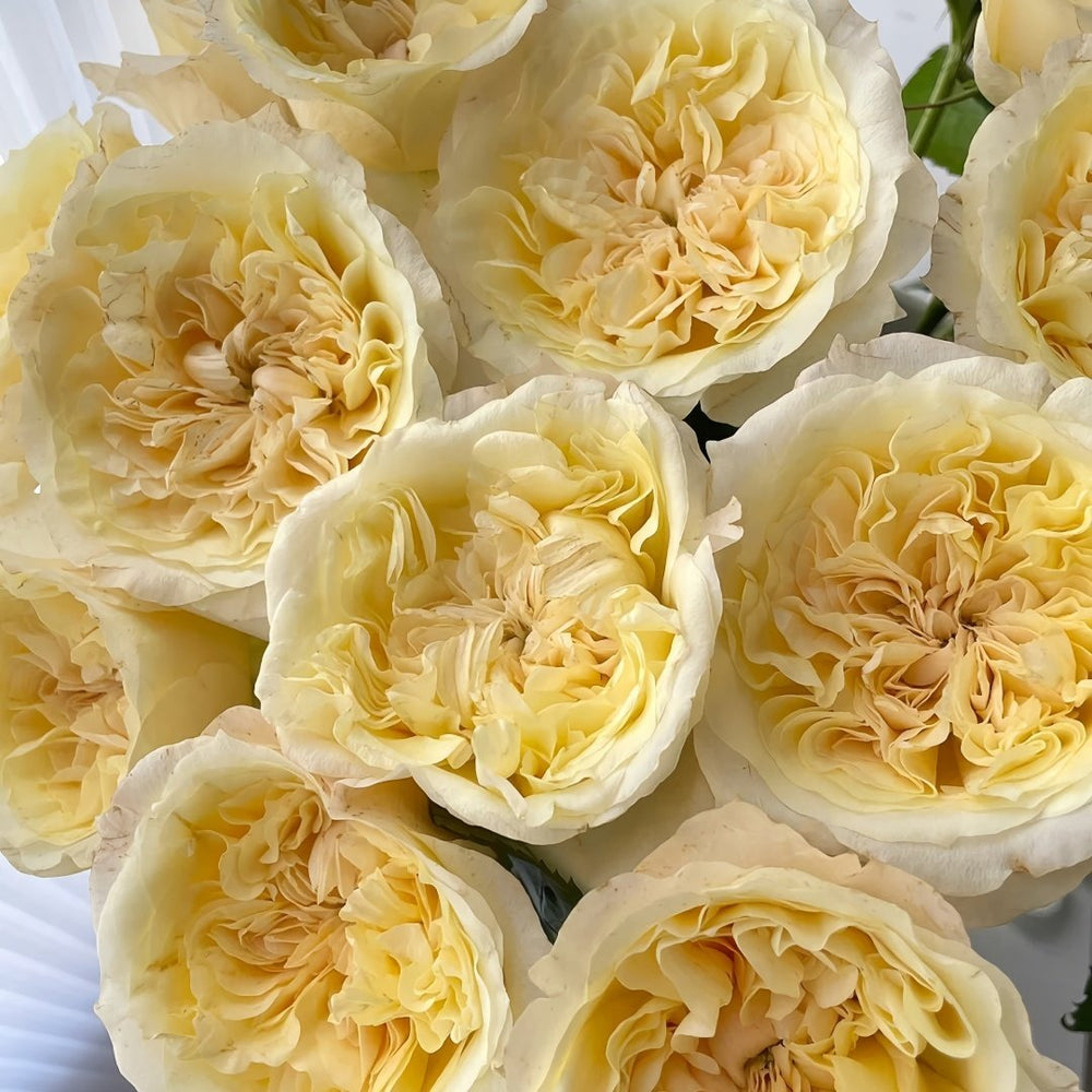 Souffle Rose Plant｜舒芙蕾 image 5