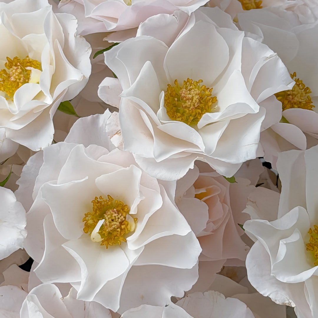 Jillian Rose Plant｜吉莉安公主 image 9