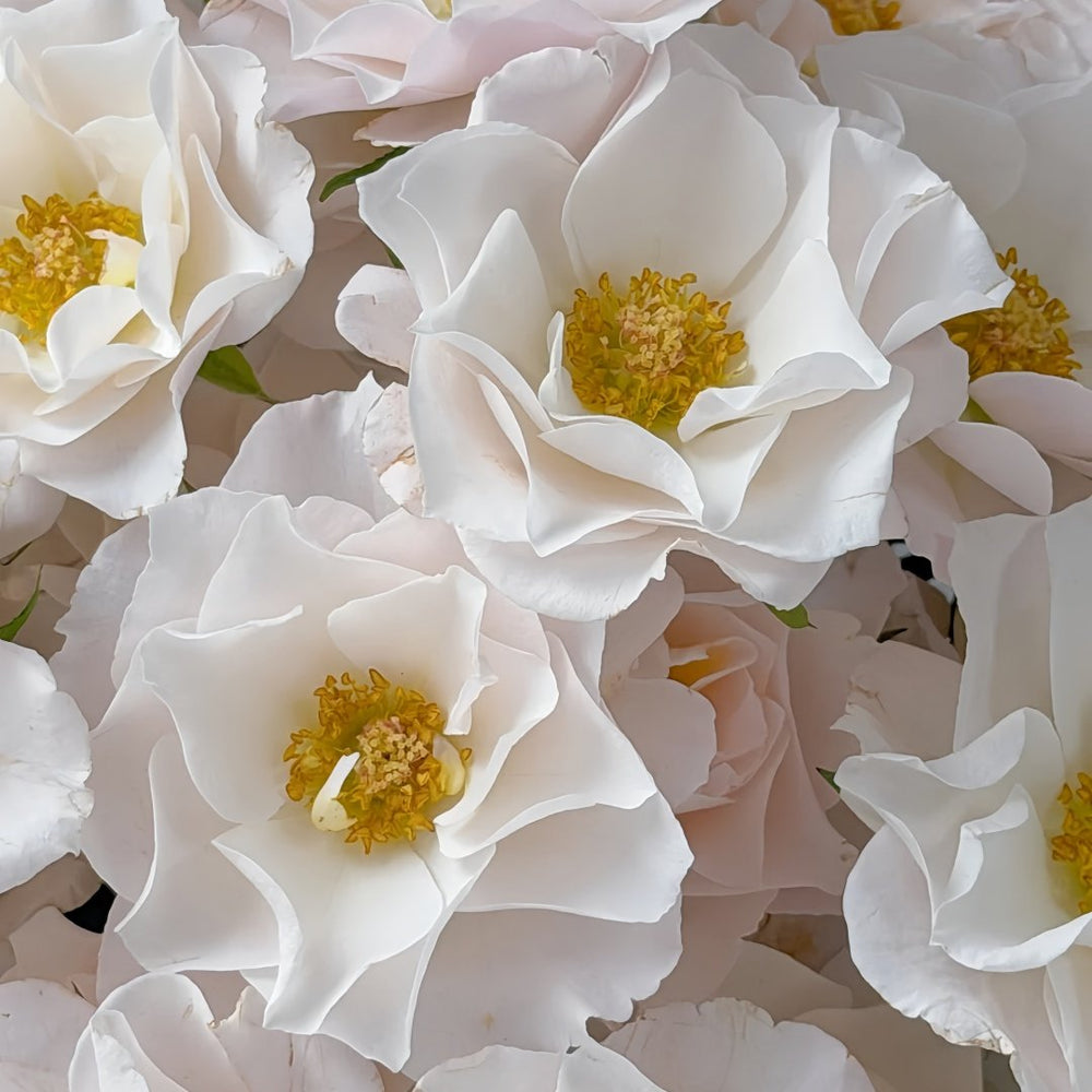 Jillian Rose Plant｜吉莉安公主 image 9
